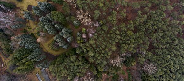 Ստեփանավանի դենդրոպարկը՝ թռչնի թռիչքի բարձրությունից Ստեփանավանի դենդրոպարկը՝ թռչնի թռիչքի բարձրությունից - Sputnik Արմենիա