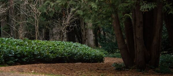 Степанаванский дендропарк Степанаванский дендропарк - Sputnik Արմենիա