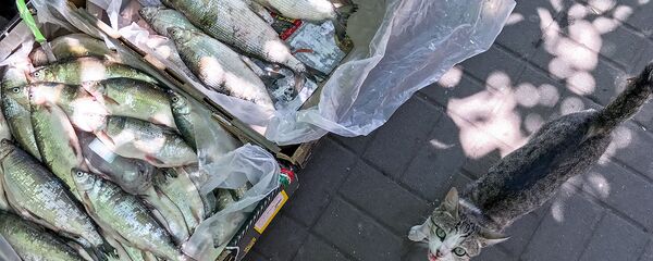 Уличная продажа рыбы - Sputnik Армения