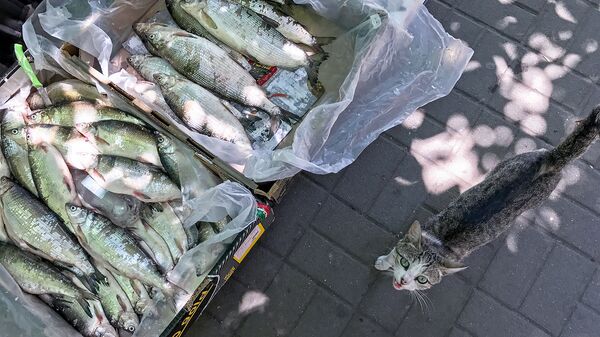 Уличная продажа рыбы - Sputnik Արմենիա