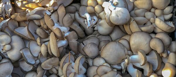 Грибы - Sputnik Армения