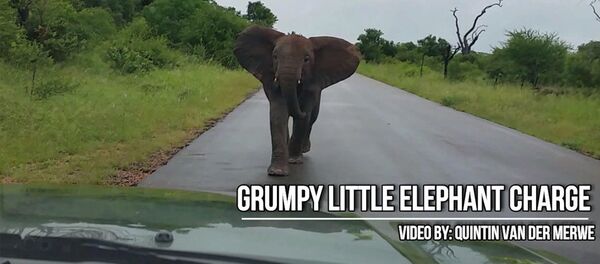 Слоненок и автомобиль - Sputnik Армения