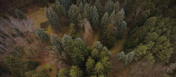 Чем привлекает Степанаванский дендропарк - Sputnik Армения