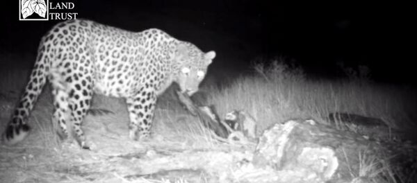 Камеры зафиксировали редкого леопарда в Хосровском заповеднике в Армении Камеры зафиксировали редкого леопарда в Хосровском заповеднике в Армении - Sputnik Արմենիա