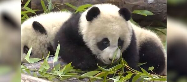 Родившихся в июле панд близнецов показали в Китае Родившихся в июле панд близнецов показали в Китае - Sputnik Армения