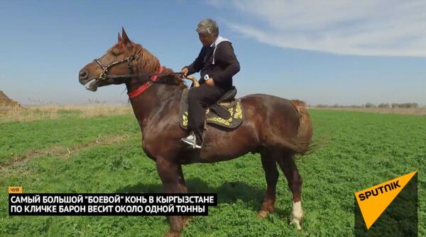 В Кыргызстане оплакивают смерть гигантского коня, оцененного в миллион долларов - видео - Sputnik Армения