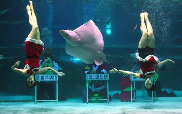 Дайверы в костюмах Санта-Клауса в океанариуме COEX в Сеуле, Южная Корея - Sputnik Армения