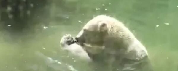 Медведь и птица - Sputnik Армения