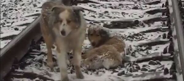 Раненная собака на железнодорожных путях - Sputnik Армения