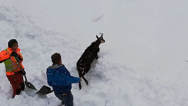 Железнодорожники в Австрии спасли дикую козу из снежного плена - Sputnik Արմենիա