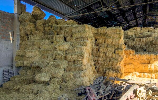 Гори, гори ясно: новый вид топлива позволит сохранить леса Армении - Sputnik Армения