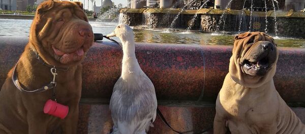 Утка по имени Гав дружит с собаками и снимается на ТВ Утка по имени Гав дружит с собаками и снимается на ТВ - Sputnik Армения