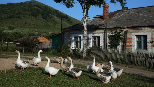 Дом в селе и гуси - Sputnik Армения