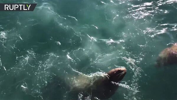 Голодный трёхметровый морской лев вышел к людям на Камчатке - Sputnik Արմենիա