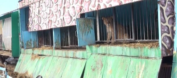 СПУТНИК_Брошенный частный зоопарк в Гюмри: львы и медведи в голодном заточении СПУТНИК_Брошенный частный зоопарк в Гюмри: львы и медведи в голодном заточении - Sputnik Արմենիա