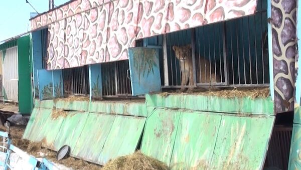 СПУТНИК_Брошенный частный зоопарк в Гюмри: львы и медведи в голодном заточении - Sputnik Армения