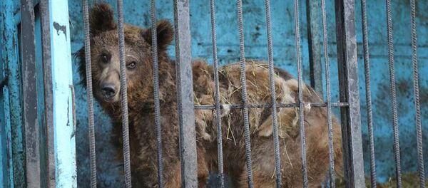 Зоопарк в Гюмри - Sputnik Армения