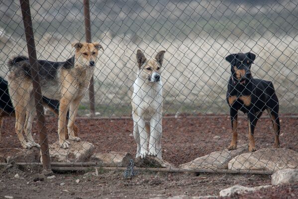 «Ագարակ» շների  ապաստարանը - Sputnik Արմենիա
