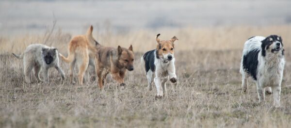Собачий приют Агарак - Sputnik Армения