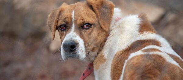 Собачий приют Агарак Собачий приют Агарак - Sputnik Армения