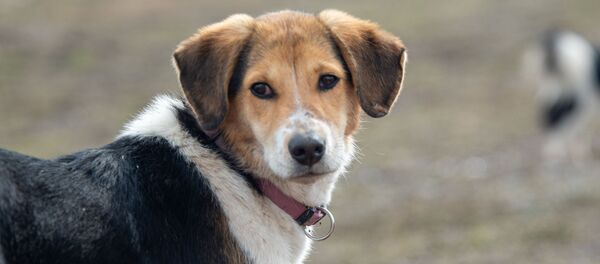 Собачий приют Агарак Собачий приют Агарак - Sputnik Армения