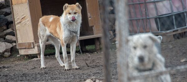 Собачий приют Агарак - Sputnik Արմենիա