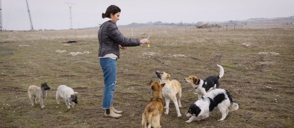 Ինչպես մայր ու աղջիկ շների ապաստարանը «ագարակի» վերածեցին Ինչպես մայր ու աղջիկ շների ապաստարանը «ագարակի» վերածեցին - Sputnik Արմենիա