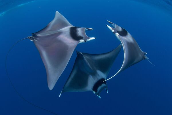 Японские морские дьяволы на снимке Devil Ray Ballet, ставшем победителем фотоконкурса 7th Annual Ocean Art Underwater Photo Contest - Sputnik Армения