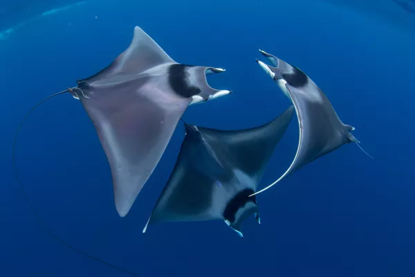 Японские морские дьяволы на снимке Devil Ray Ballet, ставшем победителем фотоконкурса 7th Annual Ocean Art Underwater Photo Contest Японские морские дьяволы на снимке Devil Ray Ballet, ставшем победителем фотоконкурса 7th Annual Ocean Art Underwater Photo Contest - Sputnik Армения