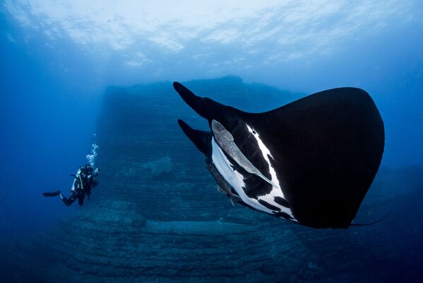 «Ocean Art Underwater Photo Contest». ստորջրյա լուսանկարների մրցույթ - Sputnik Արմենիա
