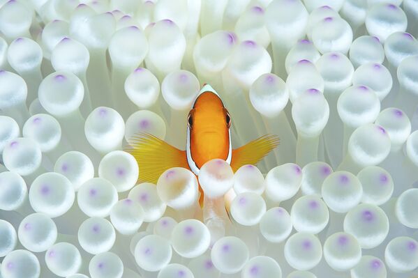 Рыба-клоун среди морских анемон на снимке Nemo, получившем почетную награду в номинации Portrait фотоконкурса 7th Annual Ocean Art Underwater Photo Contest - Sputnik Армения