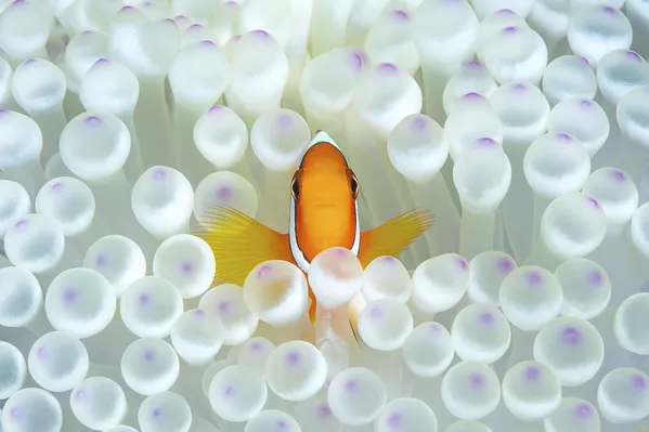 Рыба-клоун среди морских анемон на снимке Nemo, получившем почетную награду в номинации Portrait фотоконкурса 7th Annual Ocean Art Underwater Photo Contest Рыба-клоун среди морских анемон на снимке Nemo, получившем почетную награду в номинации Portrait фотоконкурса 7th Annual Ocean Art Underwater Photo Contest - Sputnik Армения