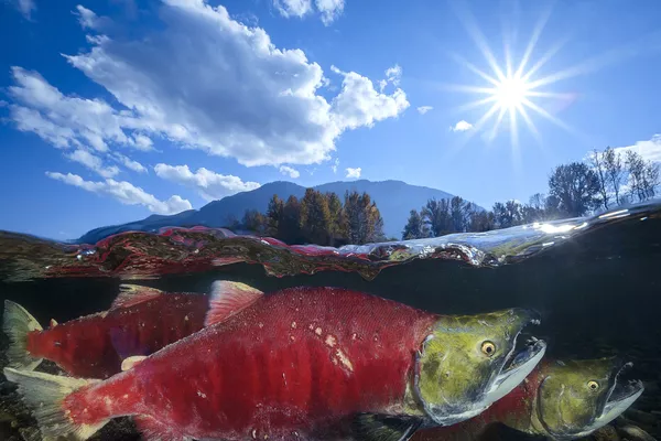 Нерка на снимке Pacific Red Sockeye, получившем почетную награду в номинации Wide-Angle Category конкурса 7th Annual Ocean Art Underwater Photo Contest Нерка на снимке Pacific Red Sockeye, получившем почетную награду в номинации Wide-Angle Category конкурса 7th Annual Ocean Art Underwater Photo Contest - Sputnik Армения