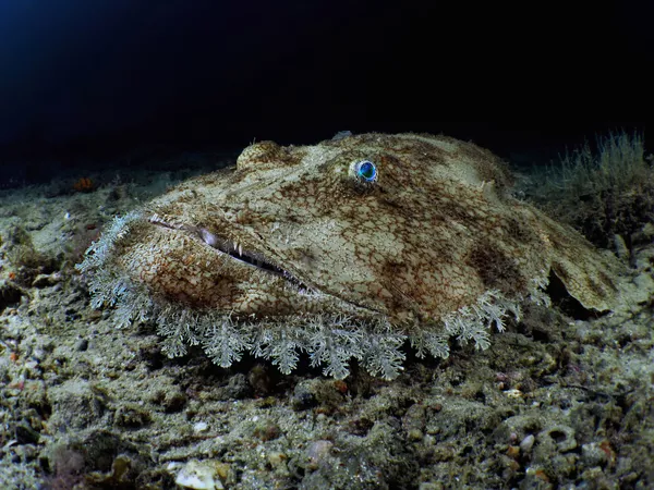 Европейский морской черт на снимке Budego, занявшем 3-е место в категории Compact Wide-Angle конкурса 7th Annual Ocean Art Underwater Photo Contest Европейский морской черт на снимке Budego, занявшем 3-е место в категории Compact Wide-Angle конкурса 7th Annual Ocean Art Underwater Photo Contest - Sputnik Армения