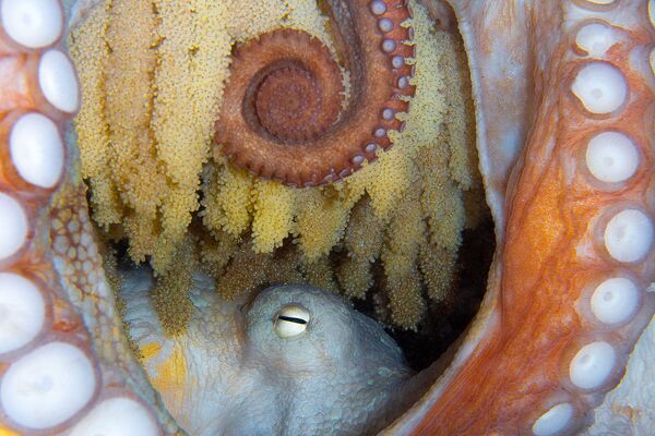 Осьминог, отложивиший икру, на снимке New Life - занявший 5-е место в категории Marine Life Behavior конкурса 7th Annual Ocean Art Underwater Photo Contest - Sputnik Армения