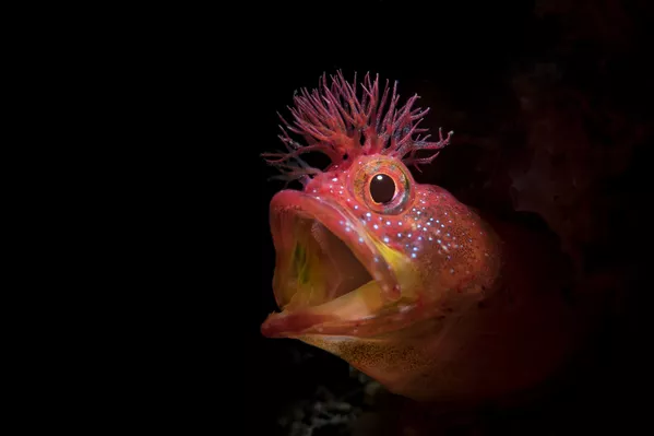 Рыба Chaenopsid Blenny на снимке Roar, удостоившимся почетной награды конкурса 7th Annual Ocean Art Underwater Photo Contest Рыба Chaenopsid Blenny на снимке Roar, удостоившимся почетной награды конкурса 7th Annual Ocean Art Underwater Photo Contest - Sputnik Армения