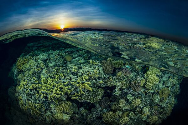 Закат на фоне кораллового сада Рифа Гордон на снимке Sunsplit, занявшем 2-е место в категории Reefscapes конкурса 7th Annual Ocean Art Underwater Photo Contest - Sputnik Армения