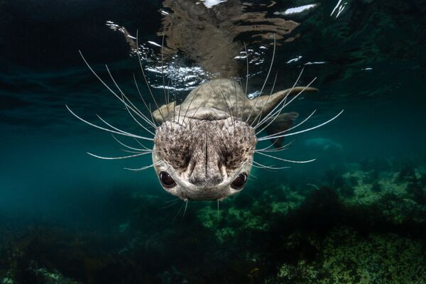 Серый тюлень на снимке Grey Seal Face, занявшем 1-е место в категории Cold Water конкурса 7th Annual Ocean Art Underwater Photo Contest  - Sputnik Армения