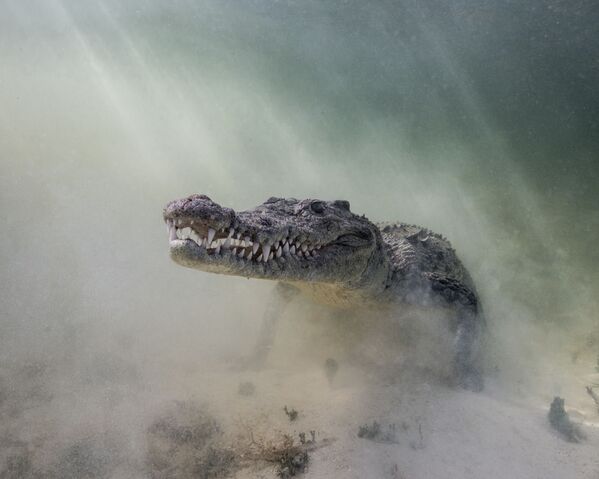 Острорылый крокодил на снимке Croc in the Mist - победившем в категории Portrait Category конкурса 7th Annual Ocean Art Underwater Photo Contest - Sputnik Армения