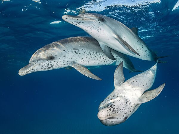 Большелобые продельфины в районе Бимини на снимке Atlantic Spotted Dolphins - победившем в категории Mirrorless Wide Angle конкурса 7th Annual Ocean Art Underwater Photo Contest - Sputnik Армения