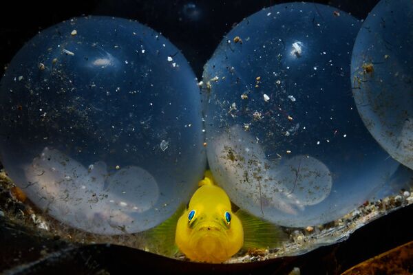 Желтый бычок и яйца кальмара на снимке Little Birth - победивший в категории Mirrorless Macro конкурса 7th Annual Ocean Art Underwater Photo Contest - Sputnik Армения