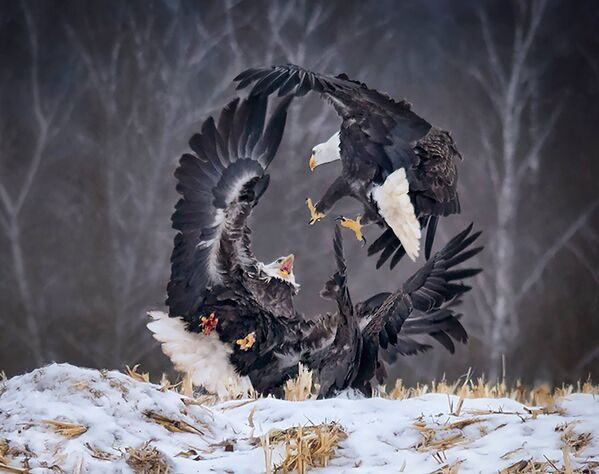 Снимок Circle of Power канадского фотографа Sandi Little из категории Natural World & Wildlife (Open), вошедший в шортлист фотоконкурса 2019 Sony World Photography Awards - Sputnik Армения