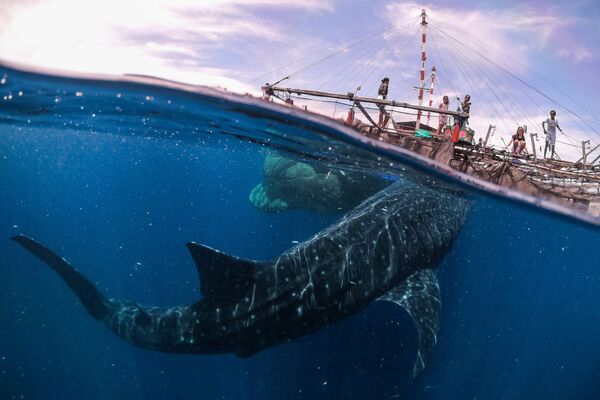 Снимок Whale Shark Encounter, Papua West, 2018 итальянского фотографа Marco Zaffignani из категории Travel  (Open), вошедший в шортлист фотоконкурса 2019 Sony World Photography Awards - Sputnik Армения