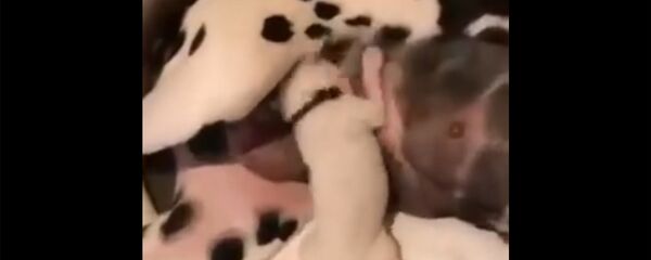 Смешное видео - Голодный младенец и самая терпеливая мать - Sputnik Армения