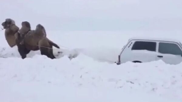 Верблюд вытащил застрявшую «Ниву» из снежной колеи - Sputnik Армения