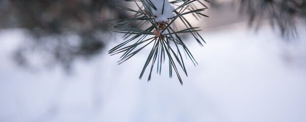 Зима в Армении Зима в Армении - Sputnik Արմենիա