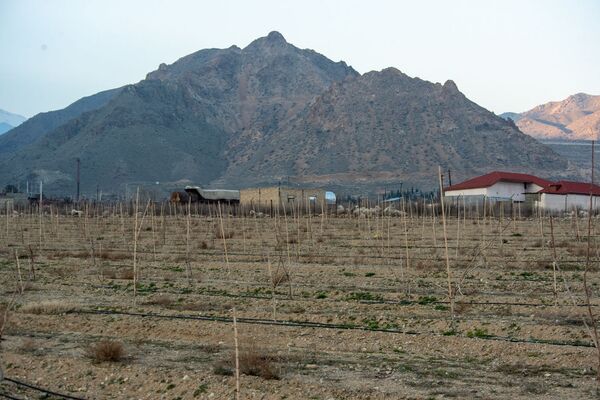 Сады на месте пустыни в Армении: на границе с Ираном  создается фисташковый рай - Sputnik Армения