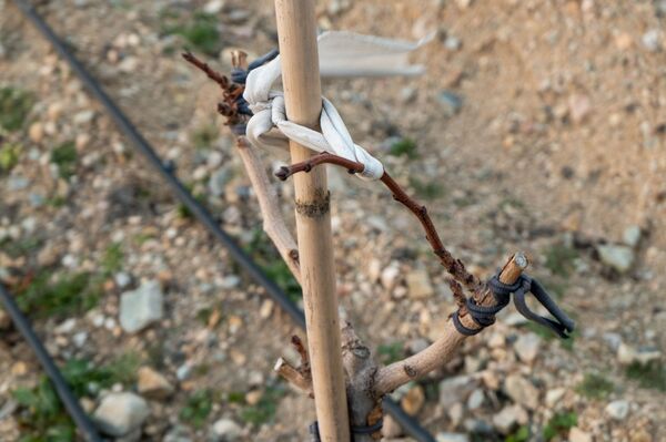 Сады на месте пустыни в Армении: на границе с Ираном  создается фисташковый рай - Sputnik Армения