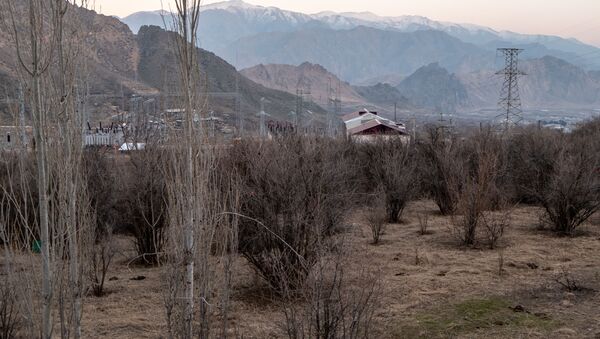 Дикорастущие фисташковые деревья в Агараке - Sputnik Армения