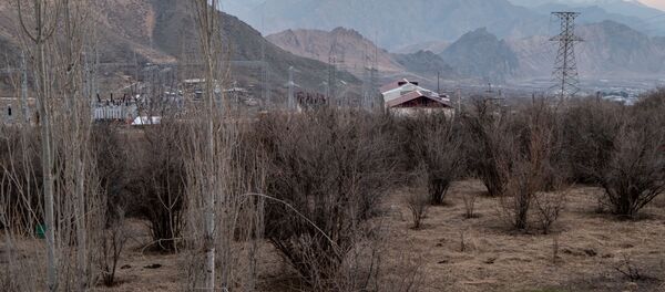 Дикорастущие фисташковые деревья в Агараке Дикорастущие фисташковые деревья в Агараке - Sputnik Армения